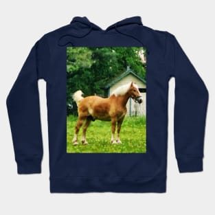 Horses - Palomino in Pasture Hoodie